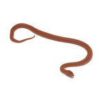 Hypomelanistic African House Snake