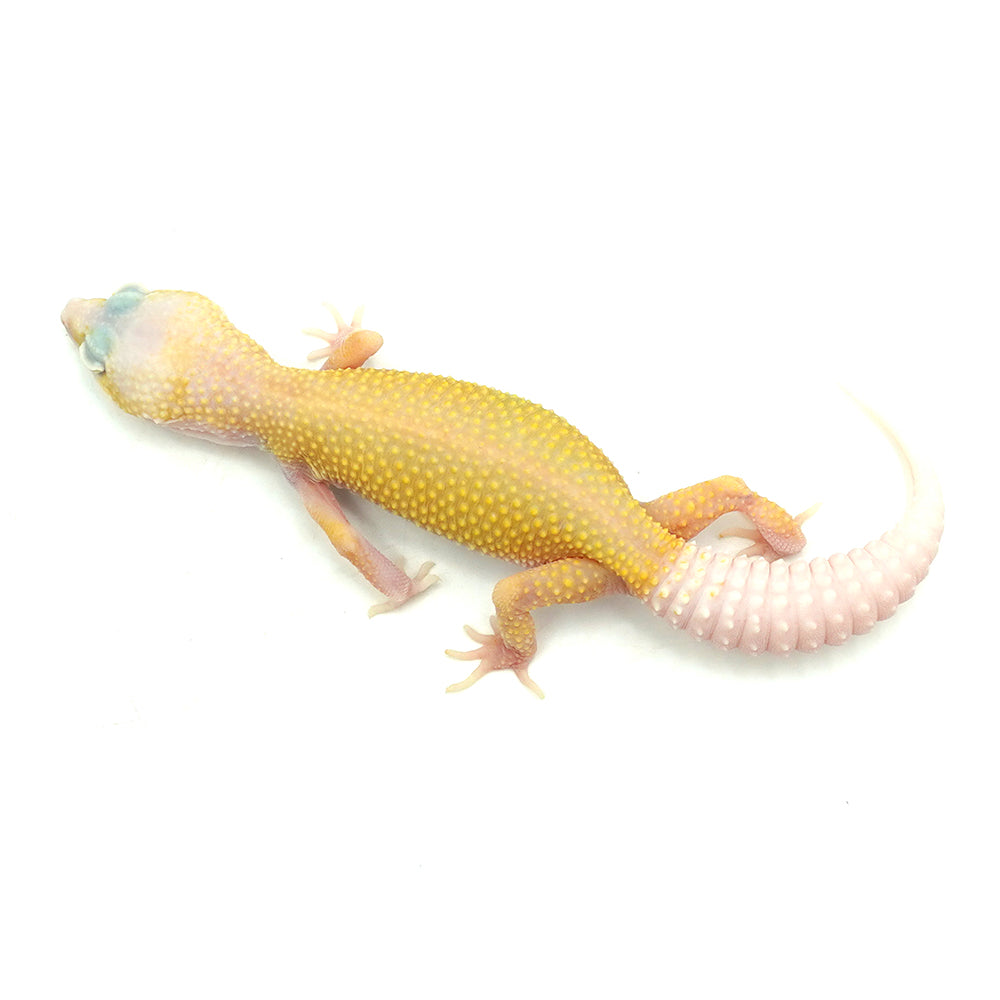 Blazing Leopard Gecko