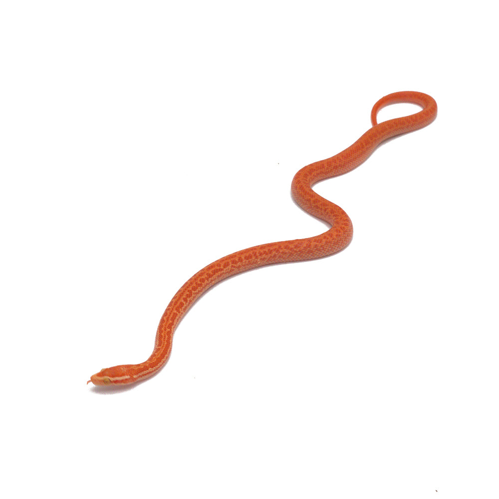 T- Albino African House Snake