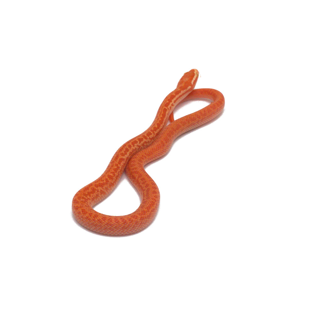 T- Albino African House Snake