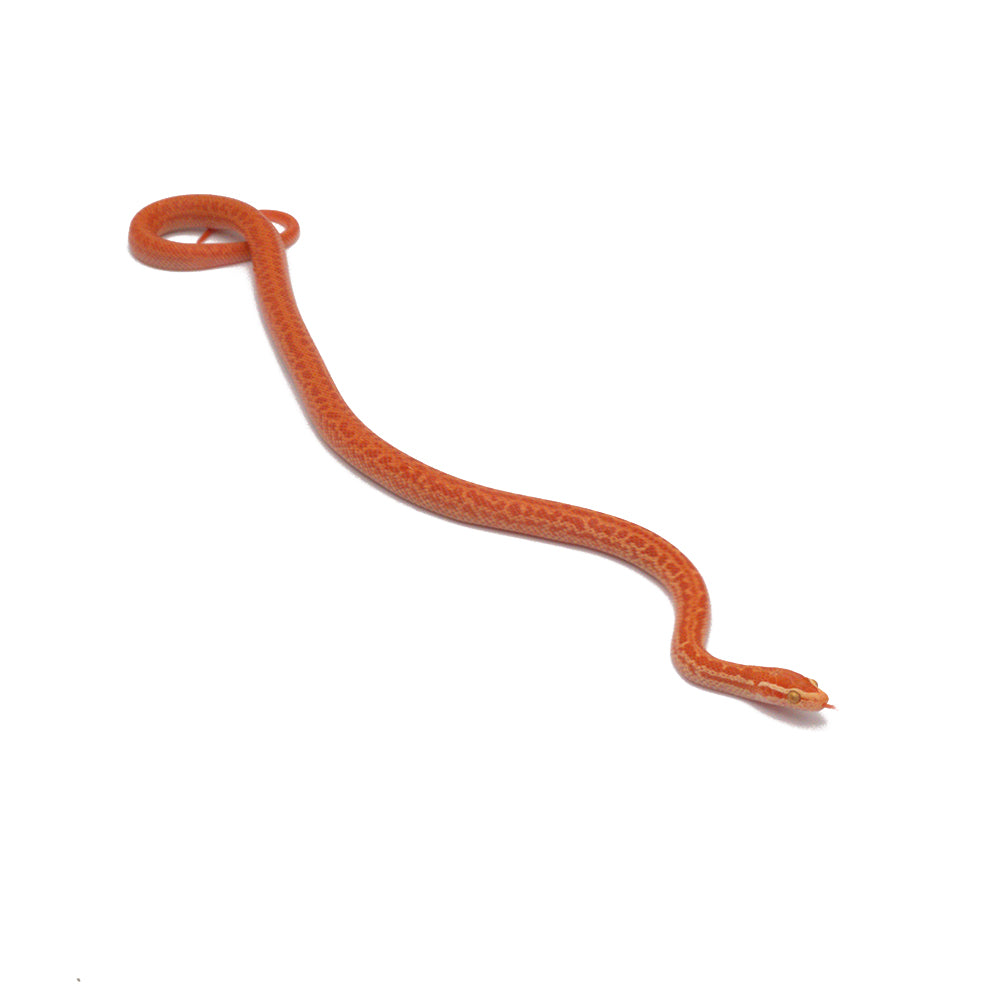 T- Albino African House Snake