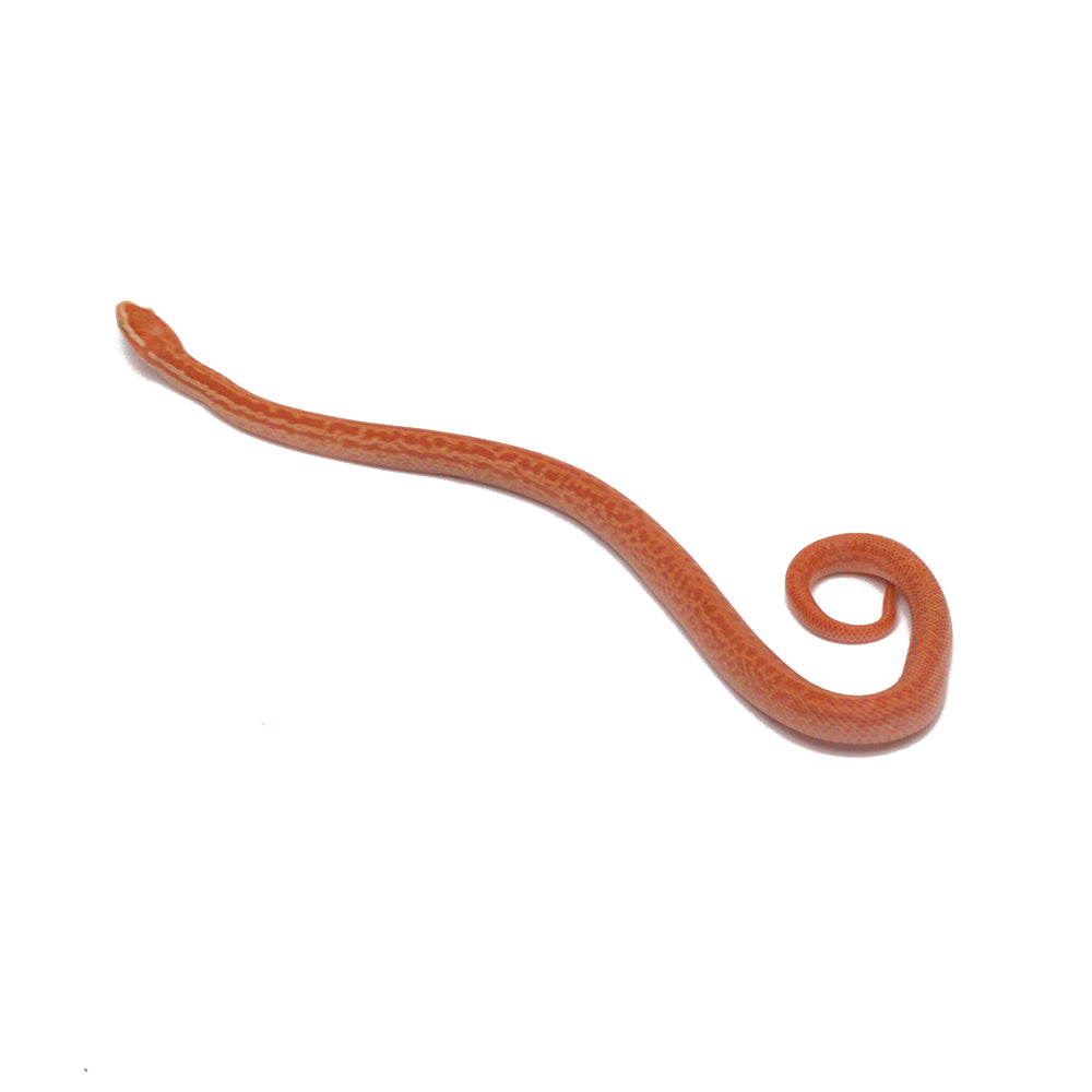 T- Albino African House Snake