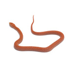 T- Albino African House Snake