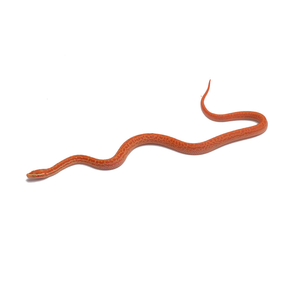 T- Albino African House Snake