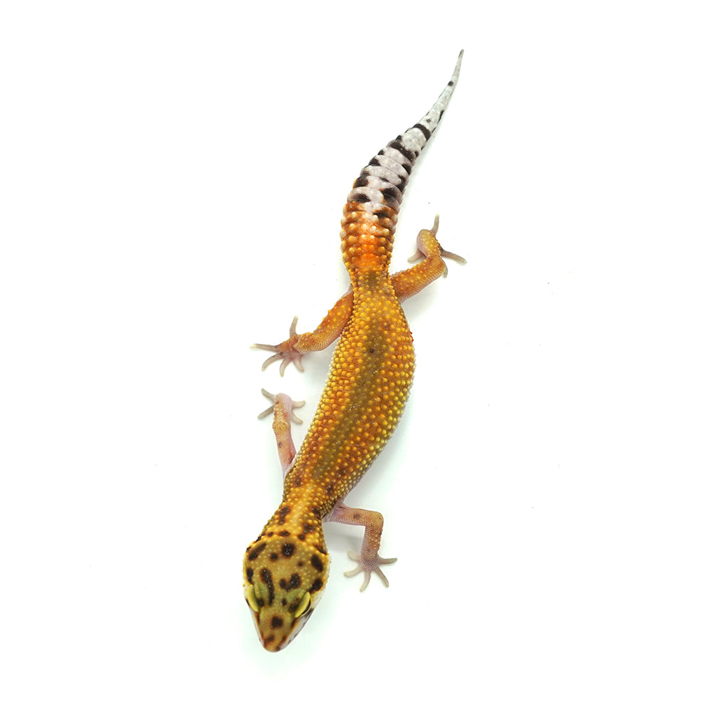 Tangerine Leopard Gecko