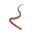 Red Bamboo Rat Snake
