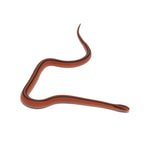 Red Bamboo Rat Snake