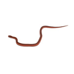 Red Bamboo Rat Snake