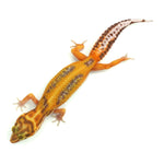 Stripe Albino Leopard Gecko
