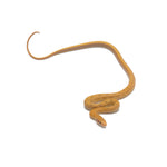 T+ Albino Beauty Rat Snake