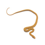 T+ Albino Beauty Rat Snake