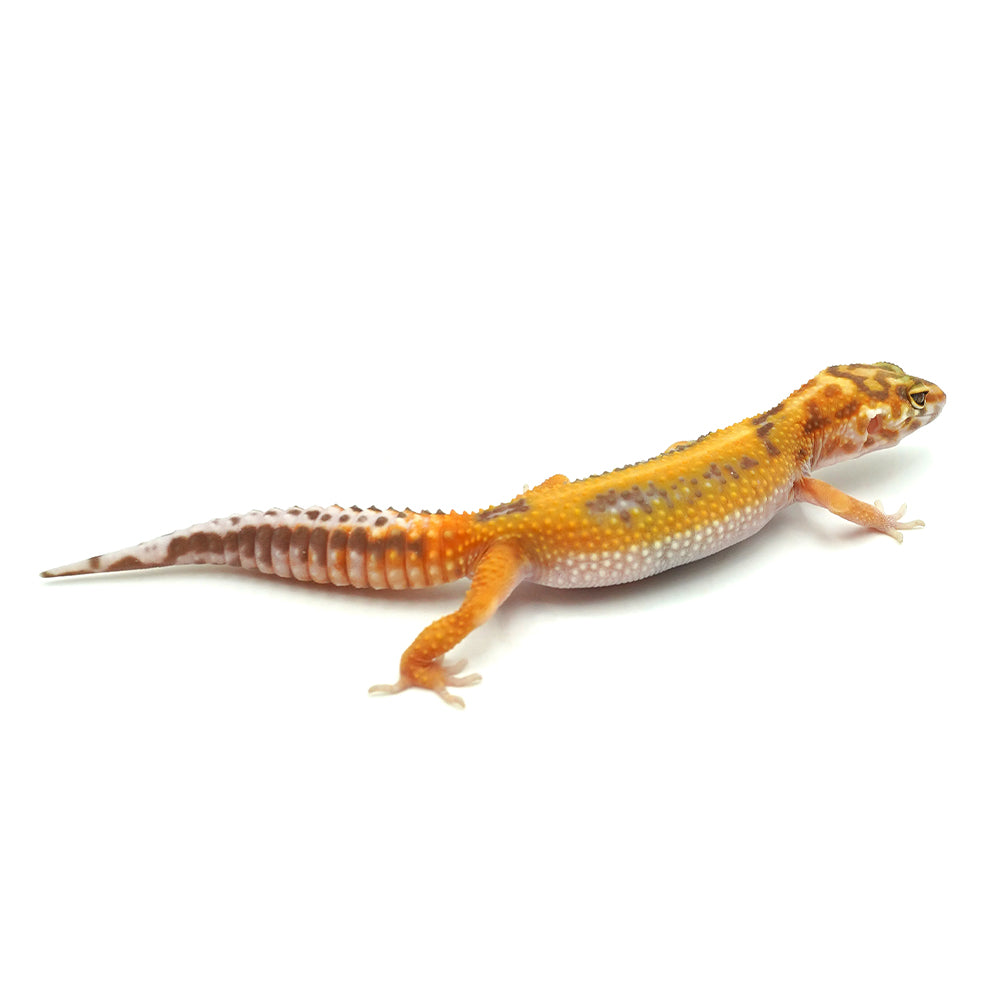 Stripe Albino Leopard Gecko