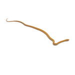 T+ Albino Beauty Rat Snake