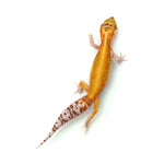 WY Albino Leopard Gecko