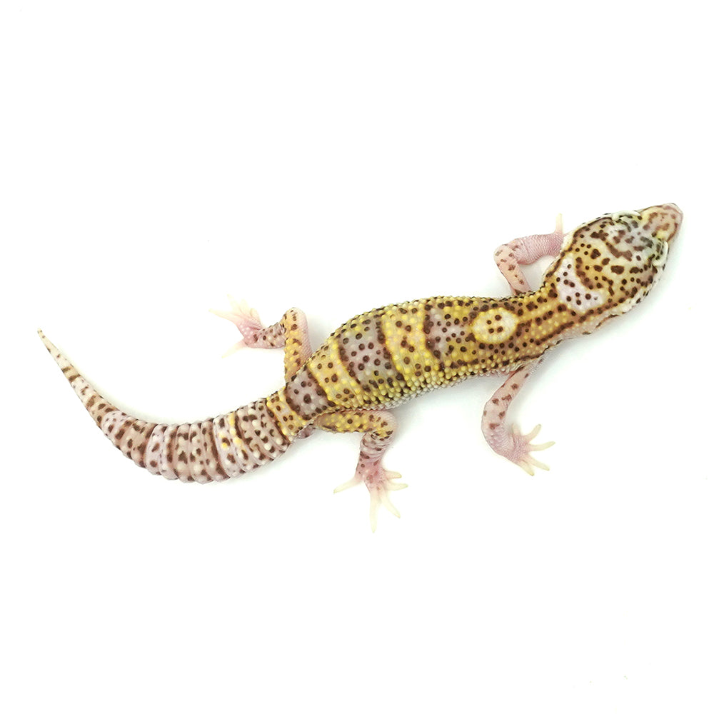 Snow Albino Leopard Gecko