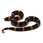 Halloween Pueblan Milk Snake