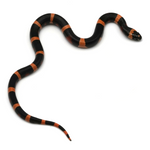 Halloween Pueblan Milk Snake