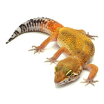 Tangerine Leopard Gecko