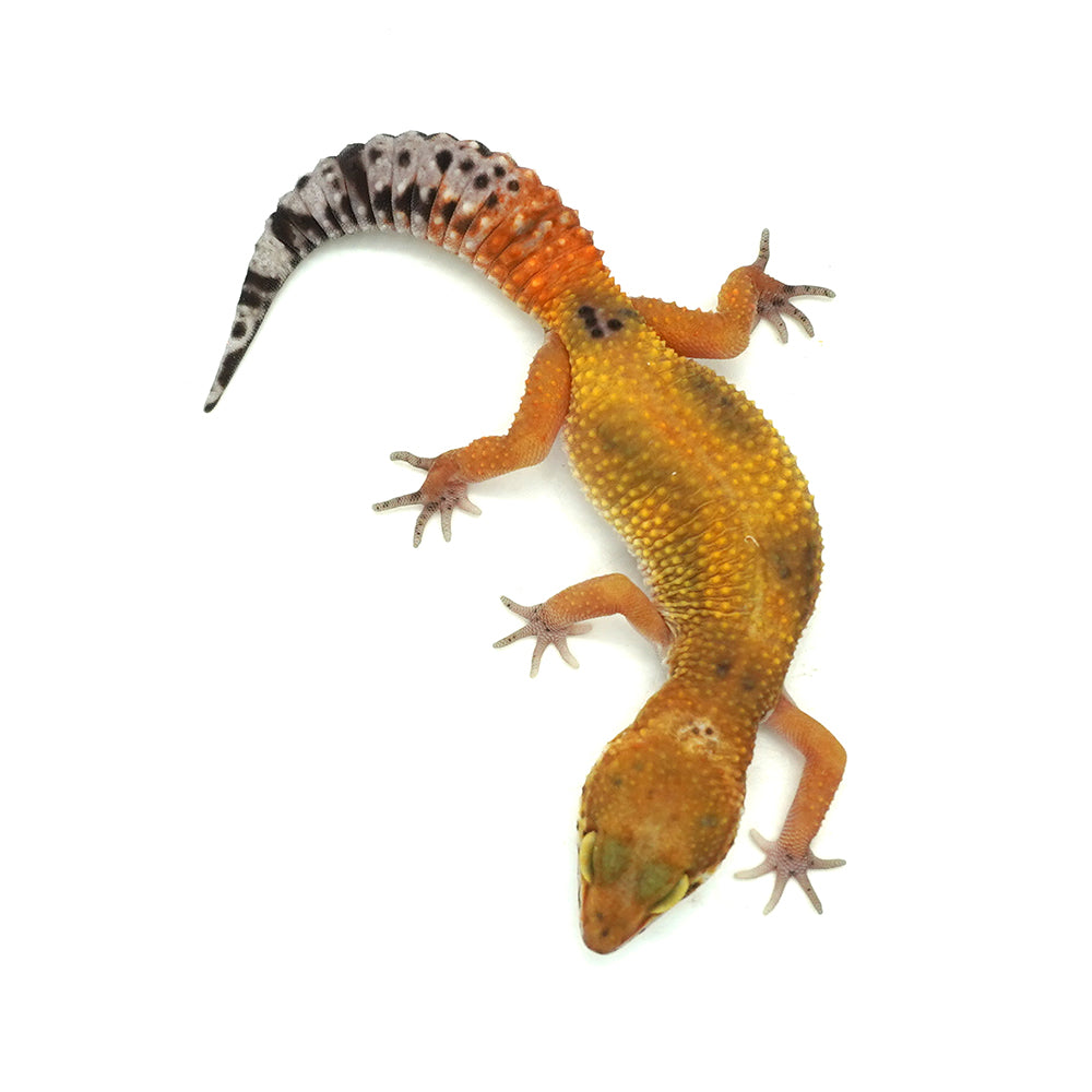 Tangerine Leopard Gecko
