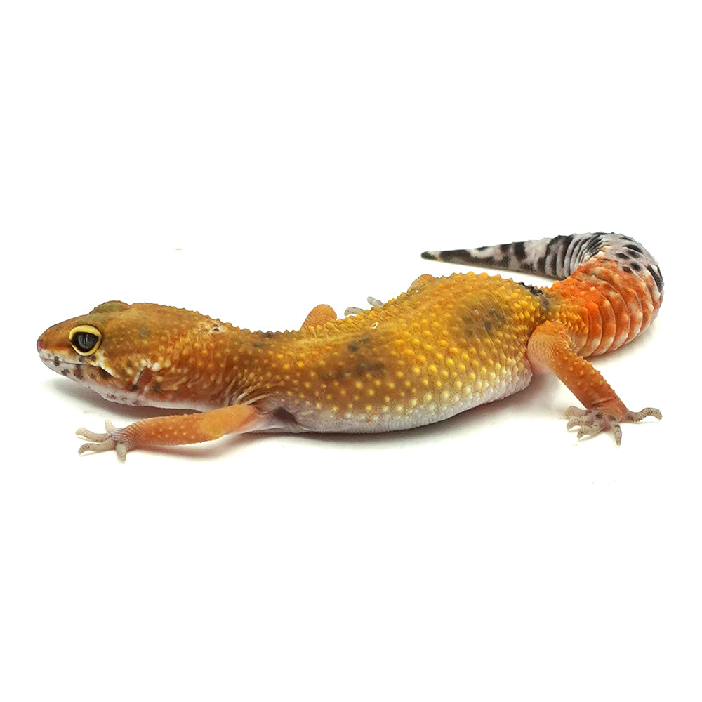Tangerine Leopard Gecko