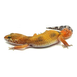 Tangerine Leopard Gecko