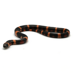 Halloween Pueblan Milk Snake