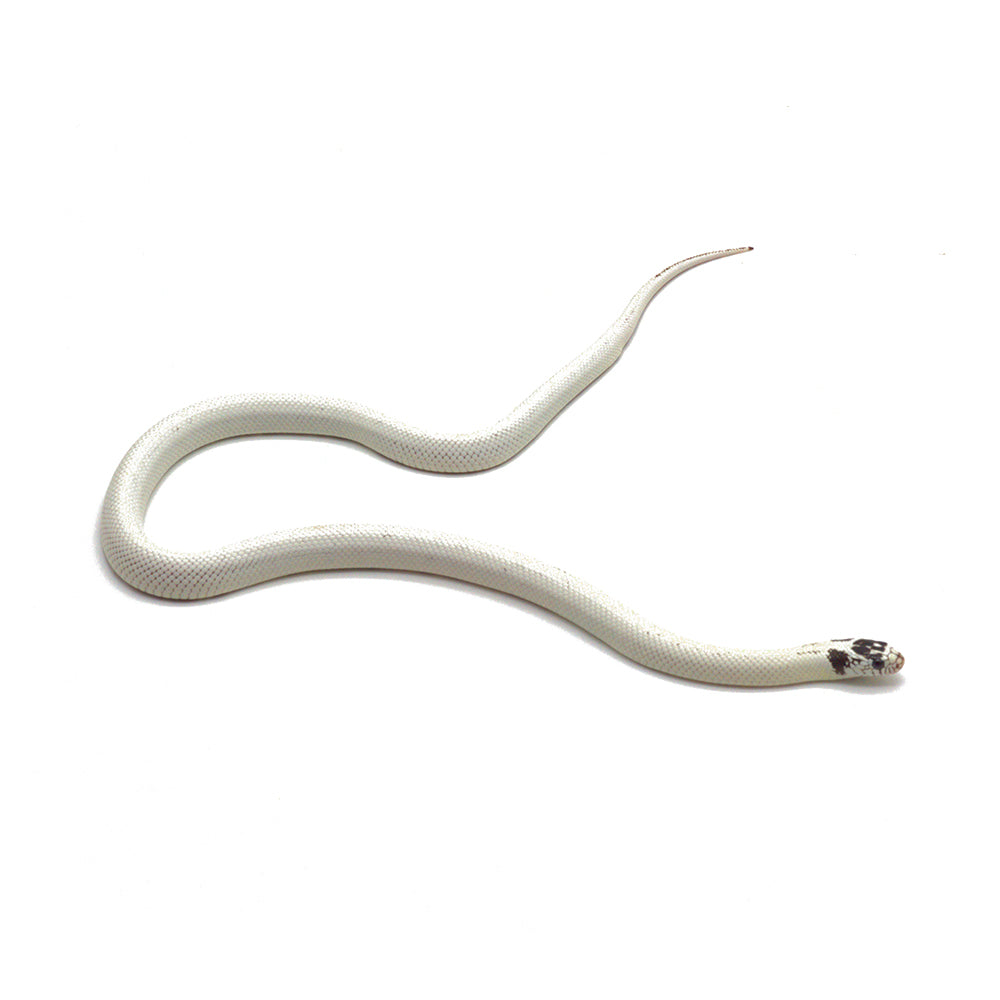 Extreme White Black Belly California Kingsnake