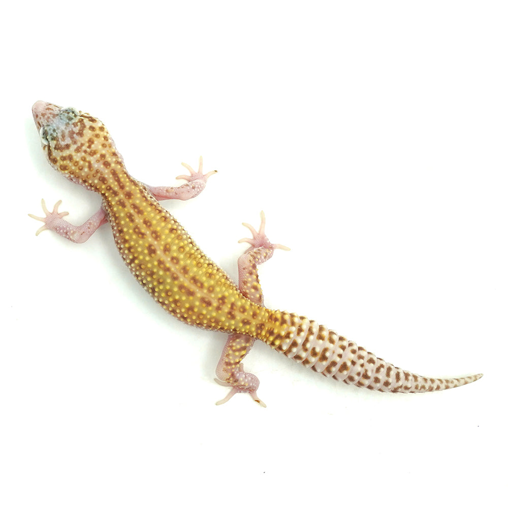 Snow Raptor Leopard Gecko