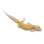 Snow Raptor Leopard Gecko