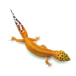 Red Stripe Leopard Gecko