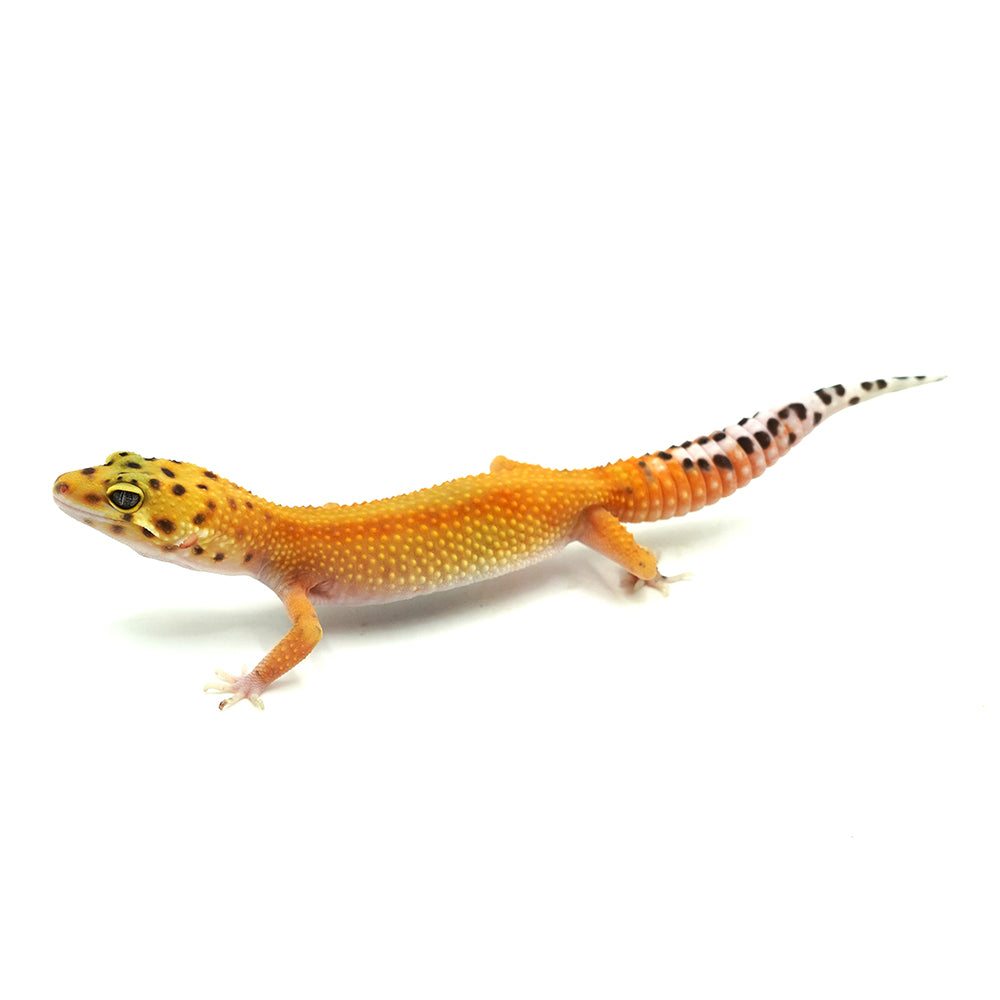 Red Stripe Leopard Gecko