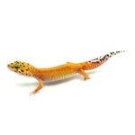 Red Stripe Leopard Gecko