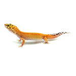 Red Stripe Leopard Gecko
