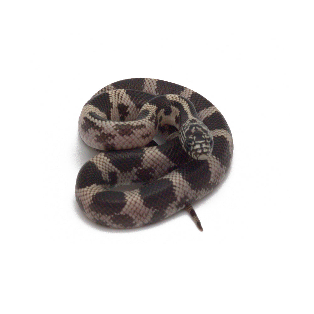 Banded California Kingsnake