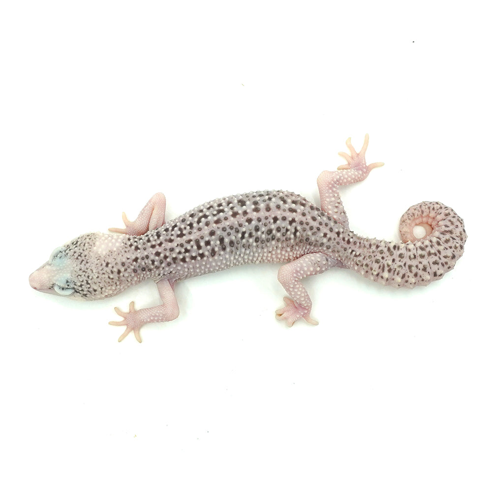 Total Eclipse Leopard Gecko
