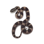 Banded California Kingsnake