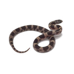 Banded California Kingsnake