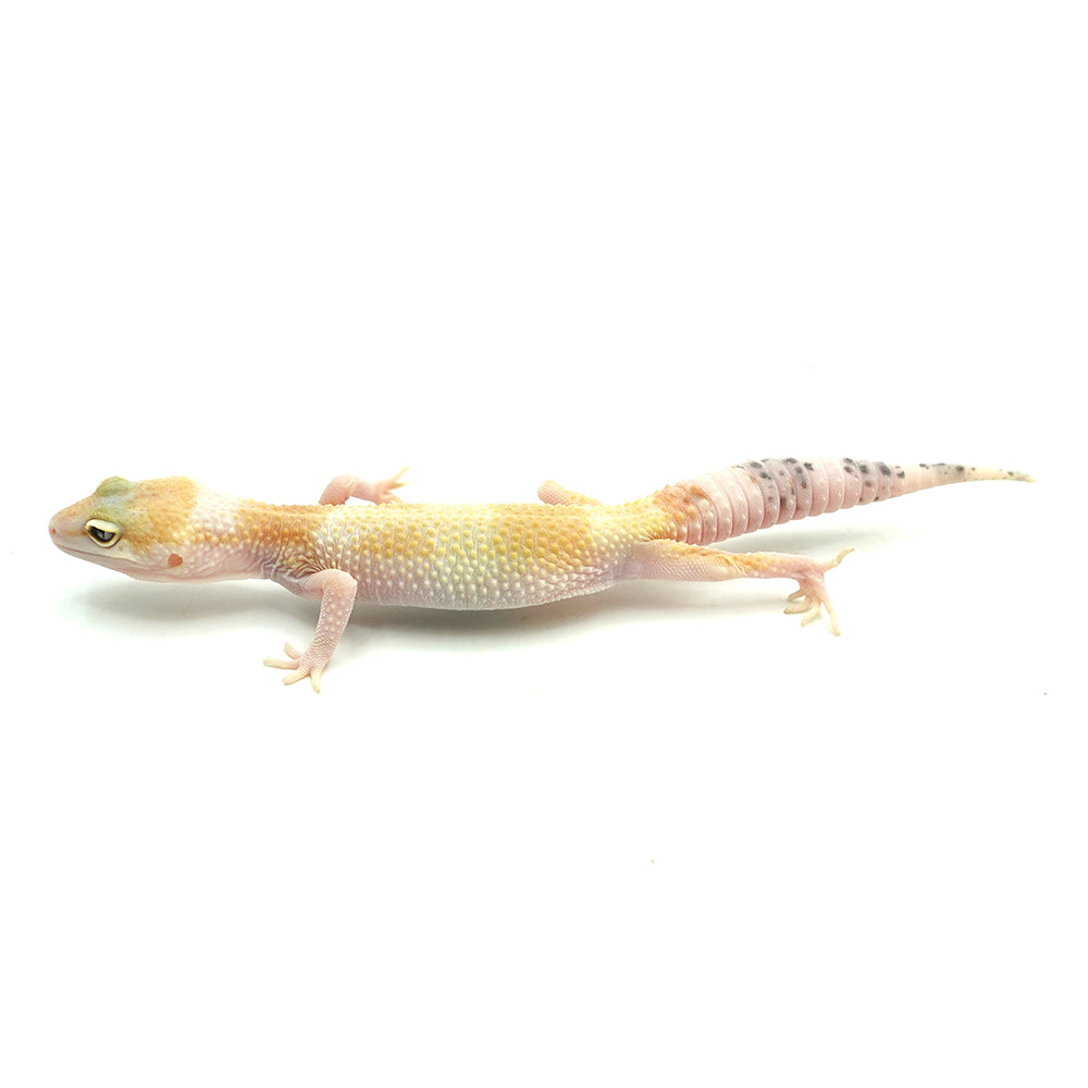 Snow Leopard Gecko