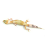 Snow Leopard Gecko