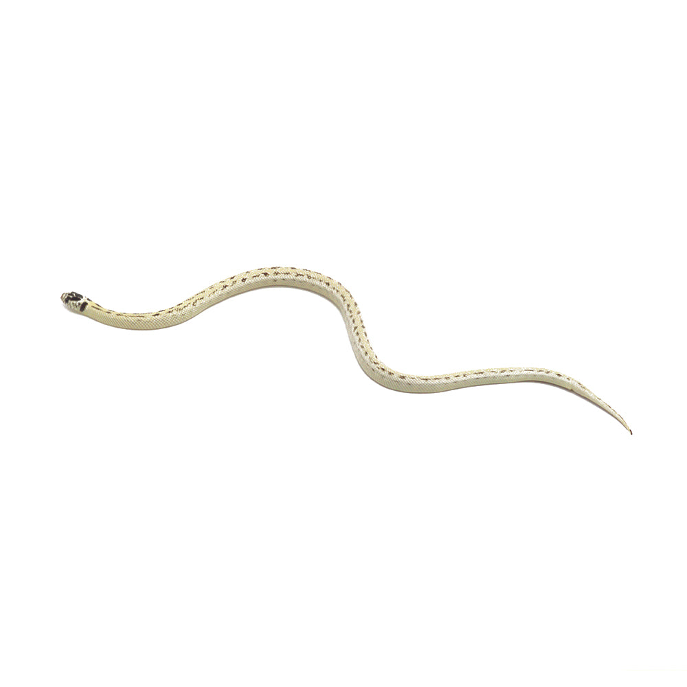 High White Designer Aberrant Leopard California Kingsnake
