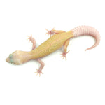 Hypo Eclipse Leopard Gecko
