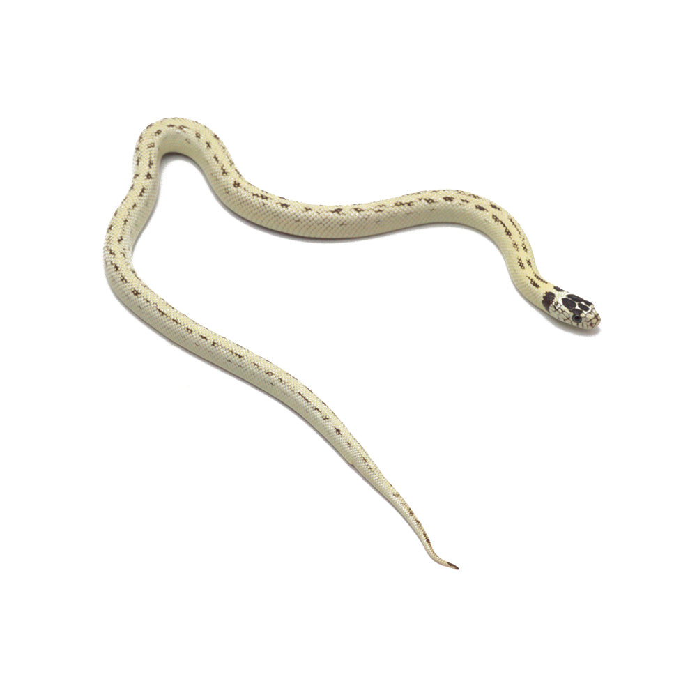High White Designer Aberrant Leopard California Kingsnake