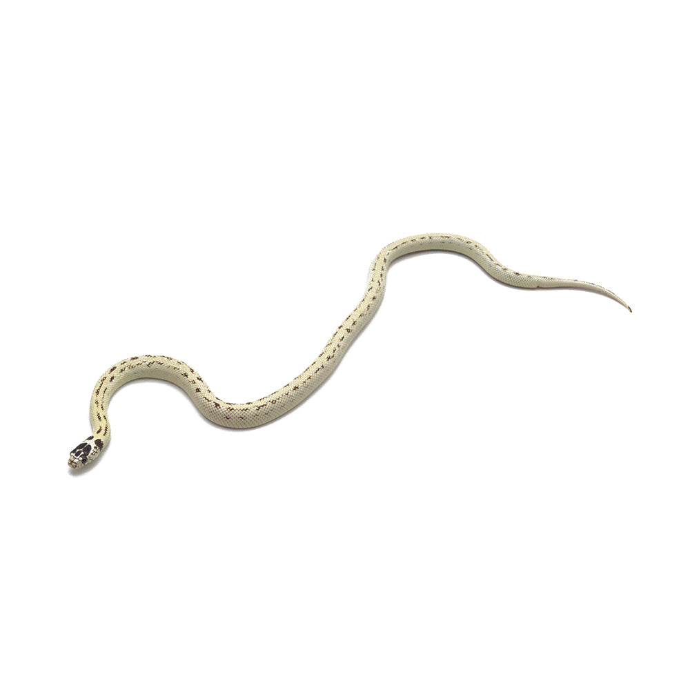 High White Designer Aberrant Leopard California Kingsnake