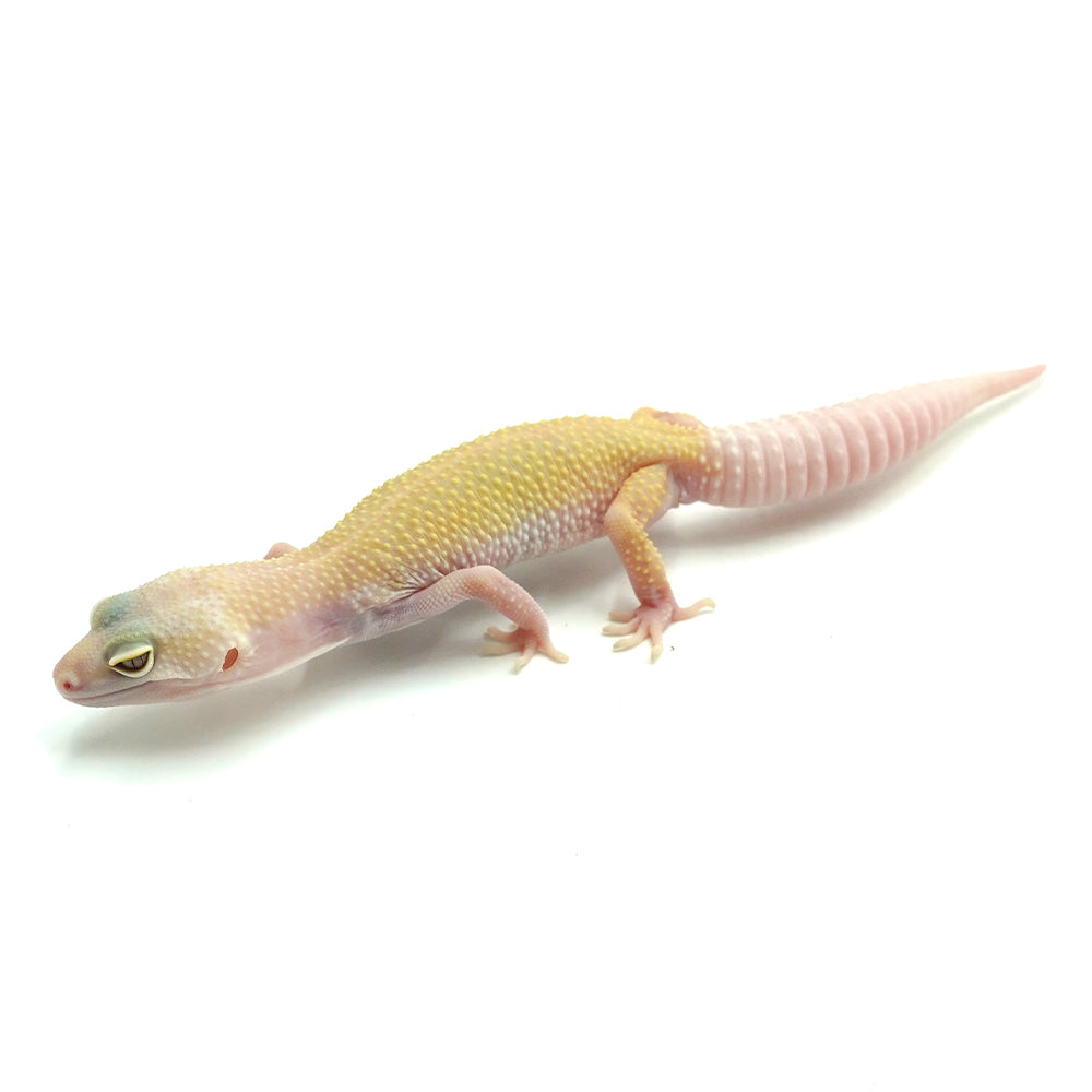 Hypo Eclipse Leopard Gecko