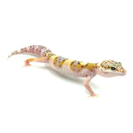 Blazing Leopard Gecko