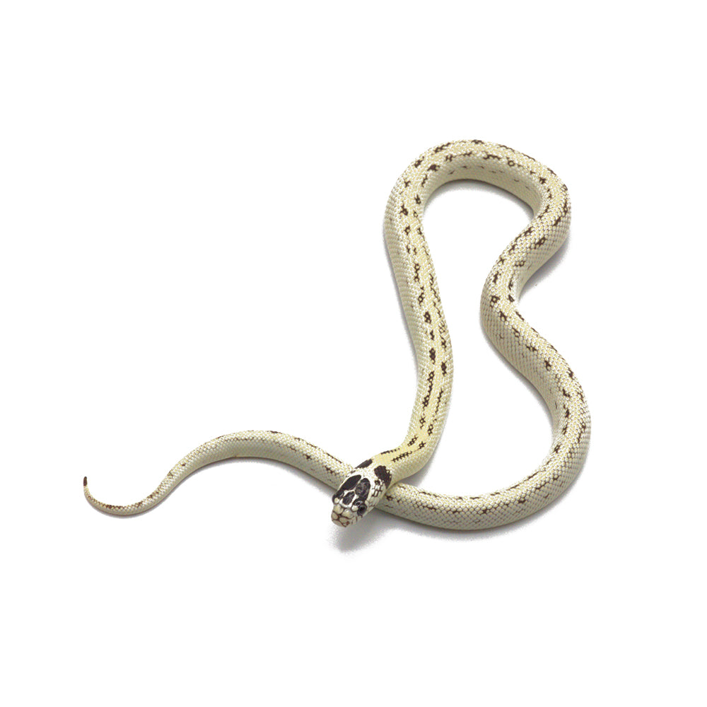 High White Designer Aberrant Leopard California Kingsnake