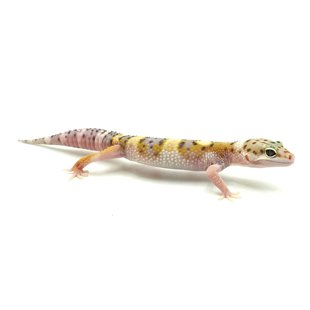 Blazing Leopard Gecko