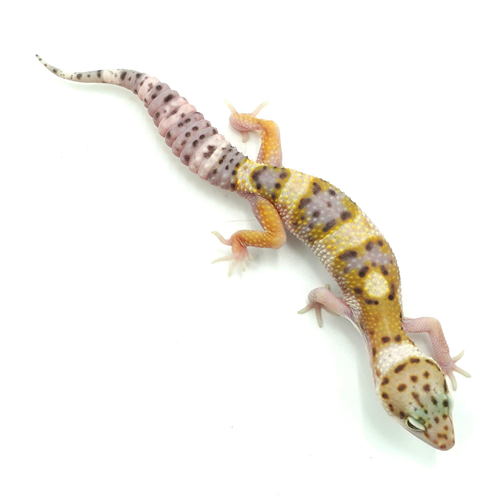 Blazing Leopard Gecko