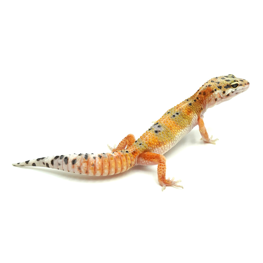 Tangerine Leopard Gecko