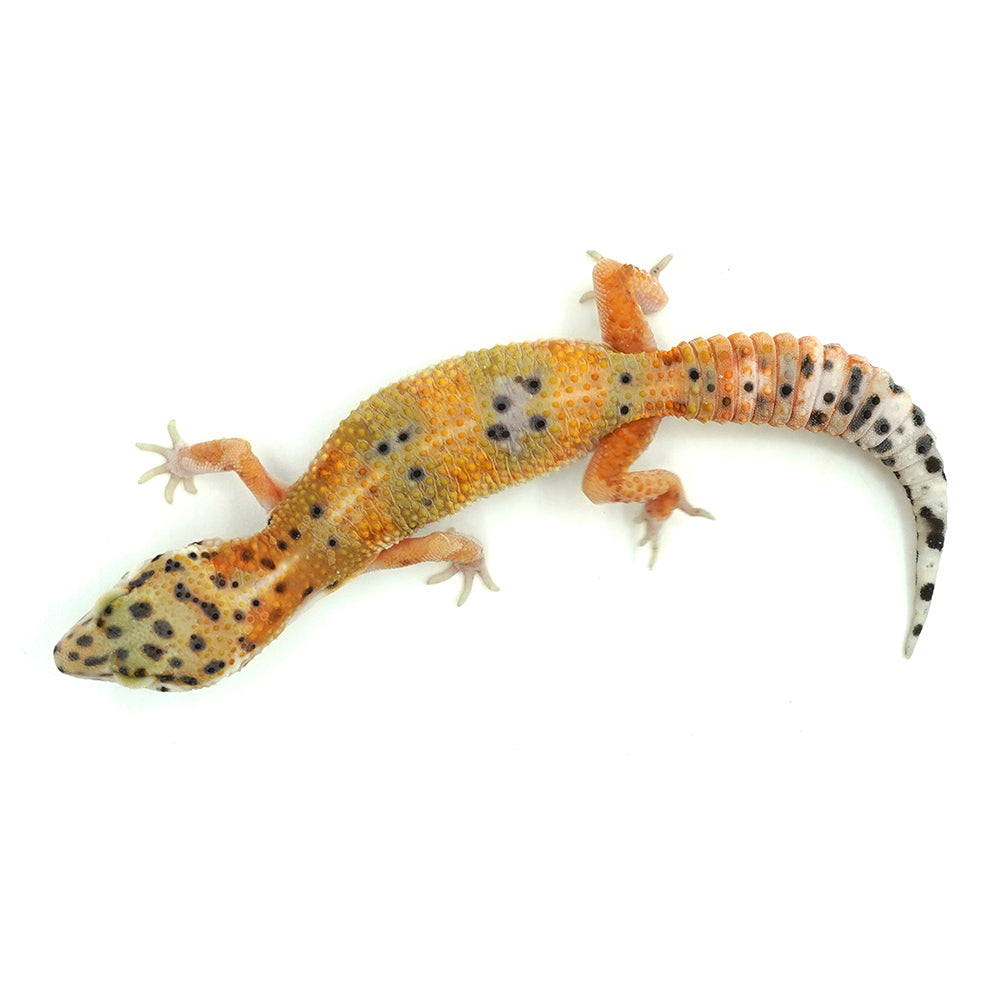 Tangerine Leopard Gecko